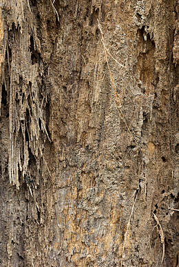 tall_and_skinny_and_fullofproblems_whats_eating_your_utilitypoles