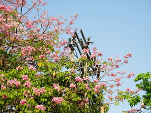 Tree in Utility Pole