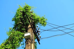 Tall Trees and Sagging Wires: Significant Risks of Unmanaged Vegetation