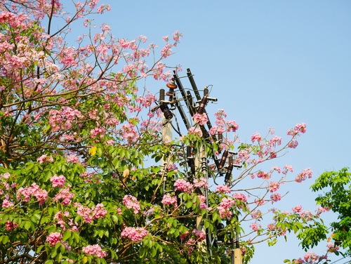 Utility Pole Violations (Part 3): Environmental Conditions